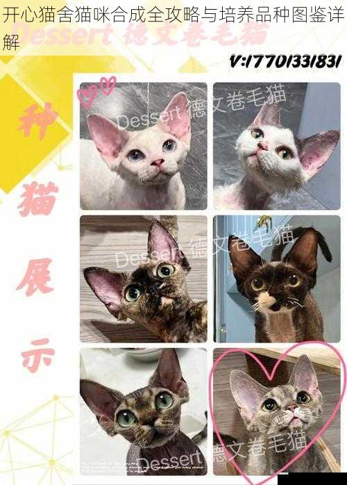 开心猫舍猫咪合成全攻略与培养品种图鉴详解