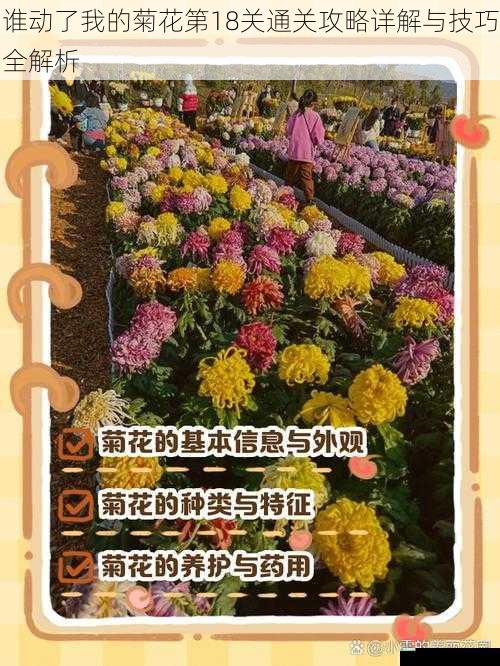 谁动了我的菊花第18关通关攻略详解与技巧全解析