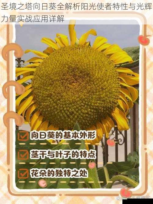 圣境之塔向日葵全解析阳光使者特性与光辉力量实战应用详解