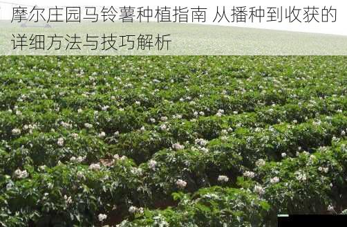 摩尔庄园马铃薯种植指南 从播种到收获的详细方法与技巧解析